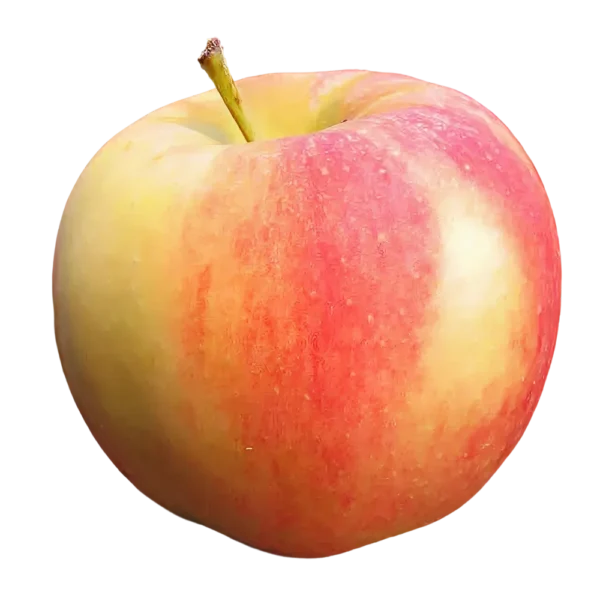 Äpfel Elstar